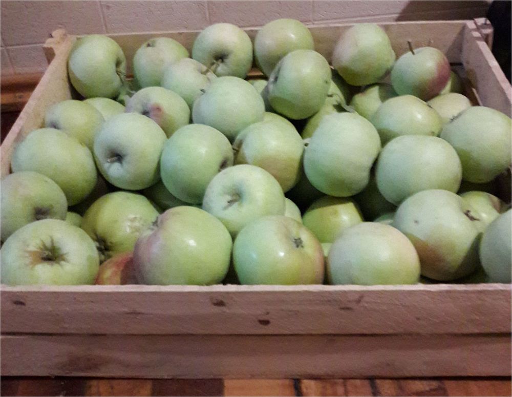 яблоки.jpg
