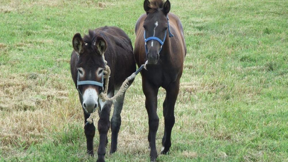 Animals___Horses_Donkey_and_horse_053794_00-40-21-.thumb.jpg.d36ece93b0e339e04dfd73060653f3f2.jpg
