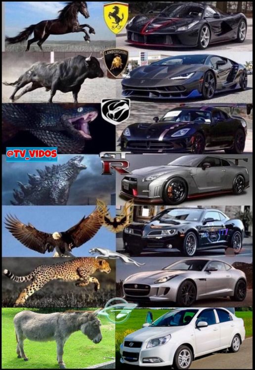 cars animals.jpg