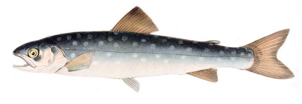 Salvelinus_leucomaenis.jpg.f6bcc6293f2fe4d86bc1f46349f713d6.jpg